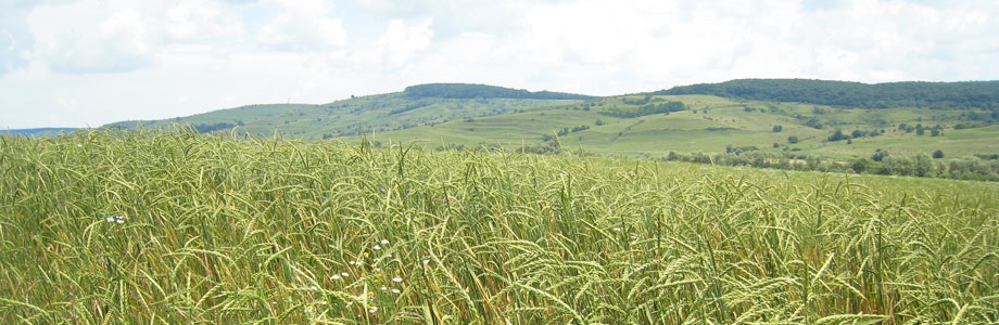Bio-Landwirtschaft2 Bio-Landwirtschaft2
