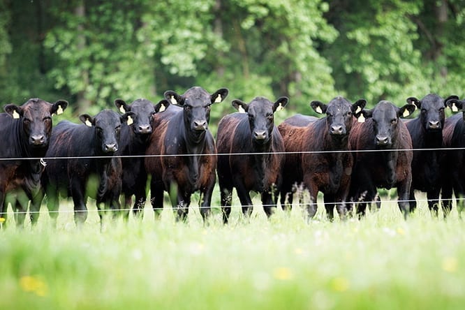  SALES ANGUS CATTLE