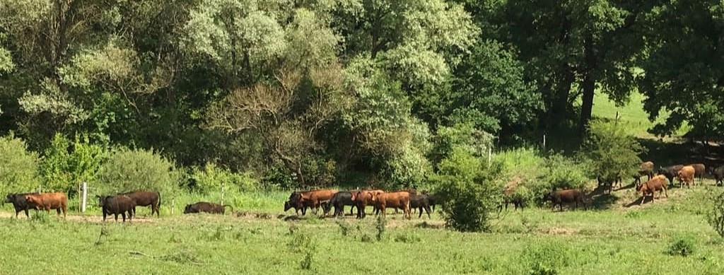 Pregnant heifers/cows